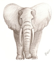 Pencil Sketches And Colored Drawings