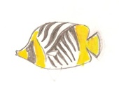 color fish sketch