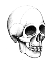 skull drawing