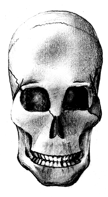 skull drawing