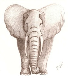elephant hart