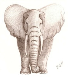 elephant hart