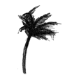 palm